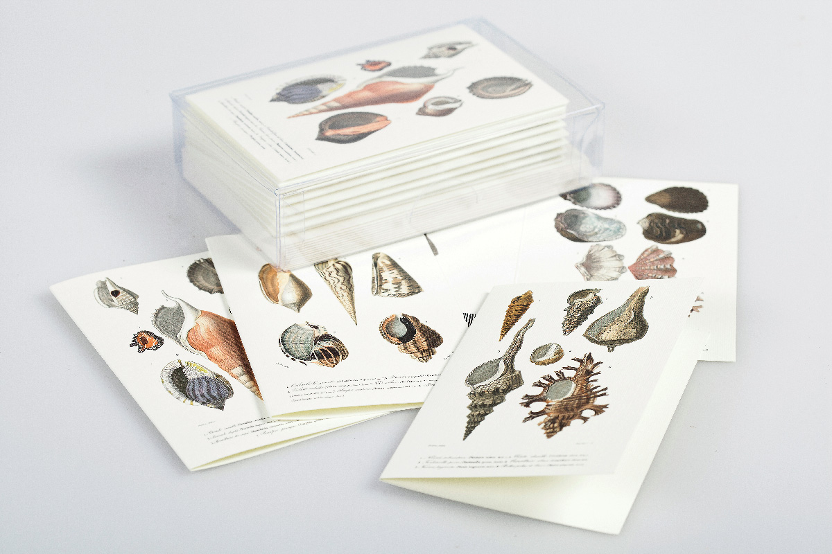 boxed cards with sea shells